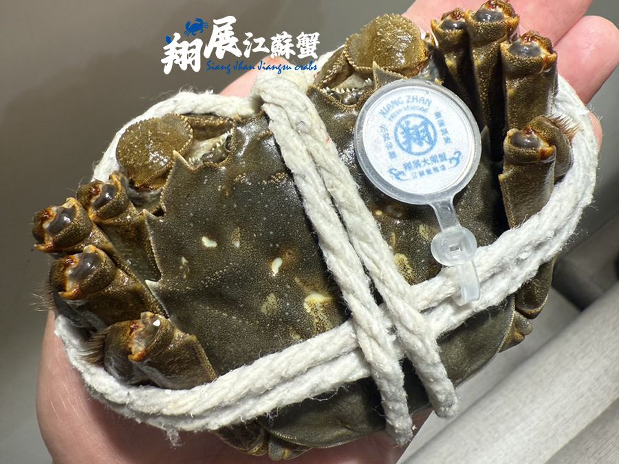 每隻★5.5~6.0兩★江蘇大閘蟹